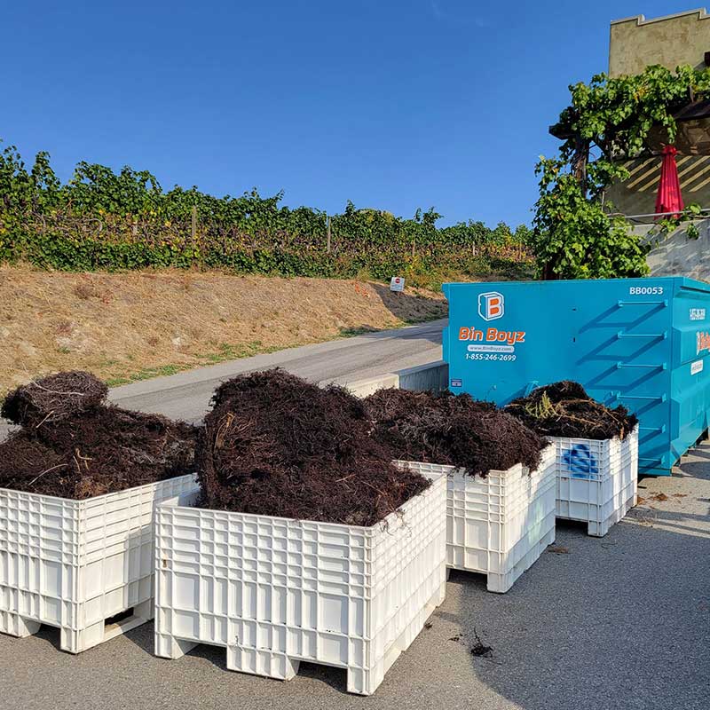 Bin Boyz Picking up vines from Okanagan wineries for composting facility